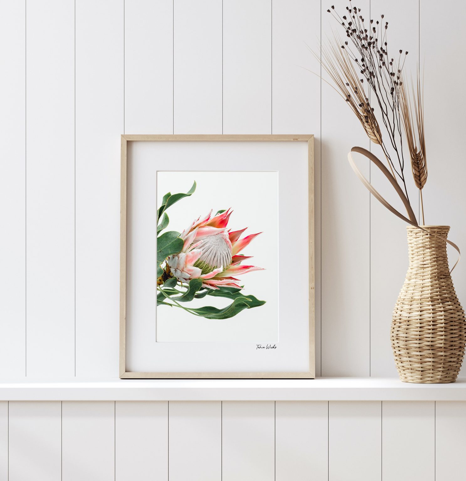 King Protea Wall Art | Botanical Wall Art Prints | Fine Art Prints